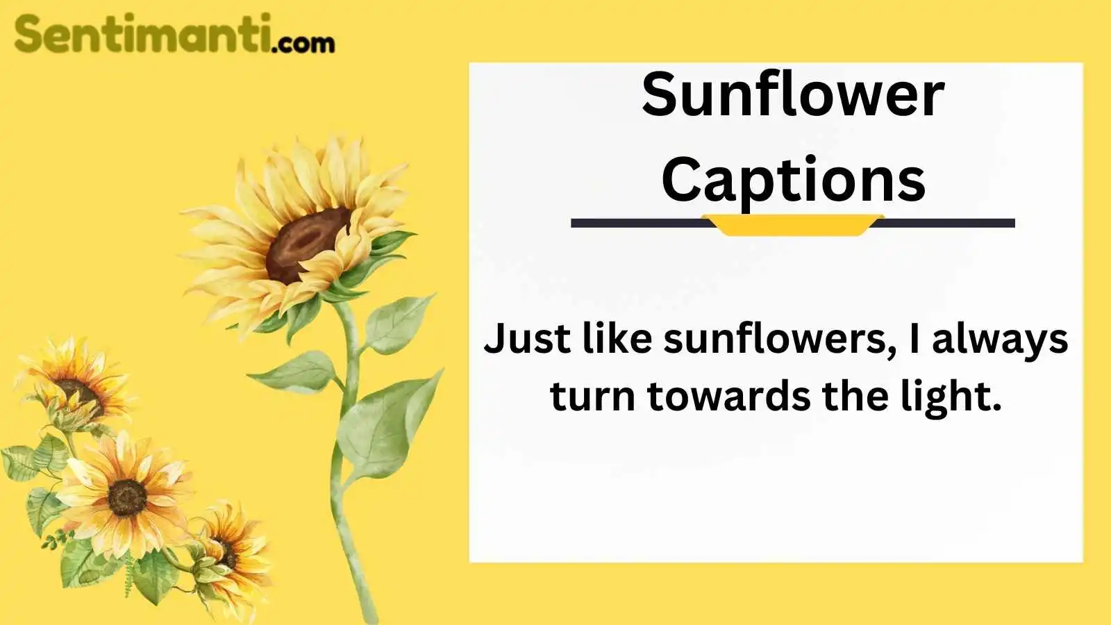 Sunflower Captions