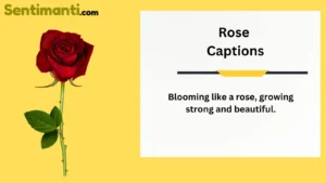 Read more about the article Blooming Beauties: Rose Captions for Instagram in 2025