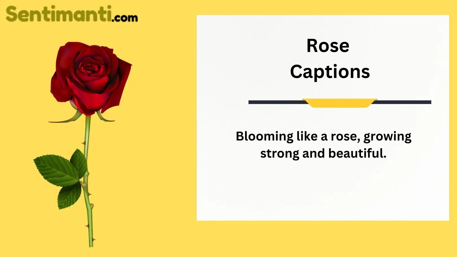 Read more about the article Blooming Beauties: Rose Captions for Instagram in 2025
