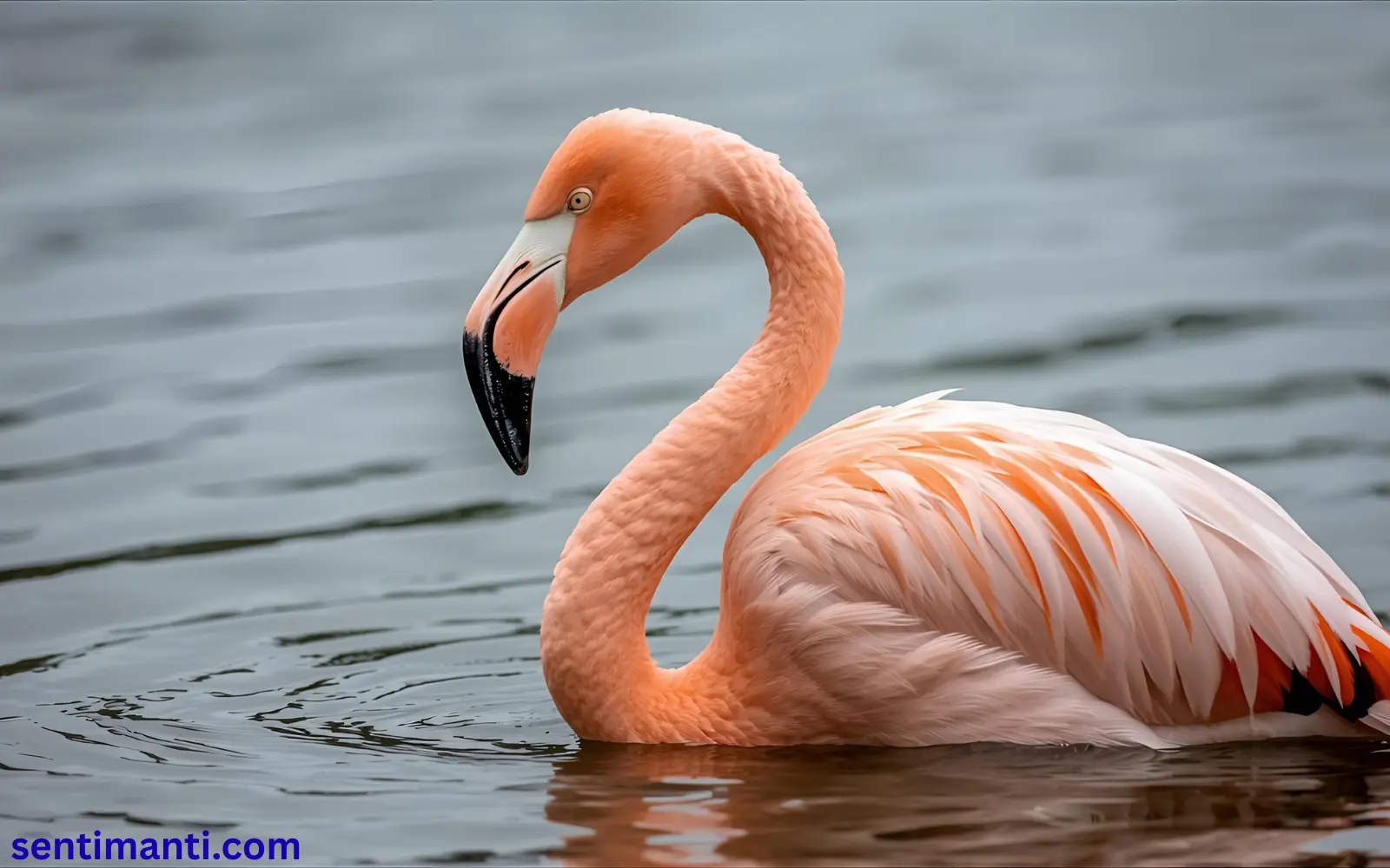 Spiritual Meaning of Seeing a Flamingo Symbolism