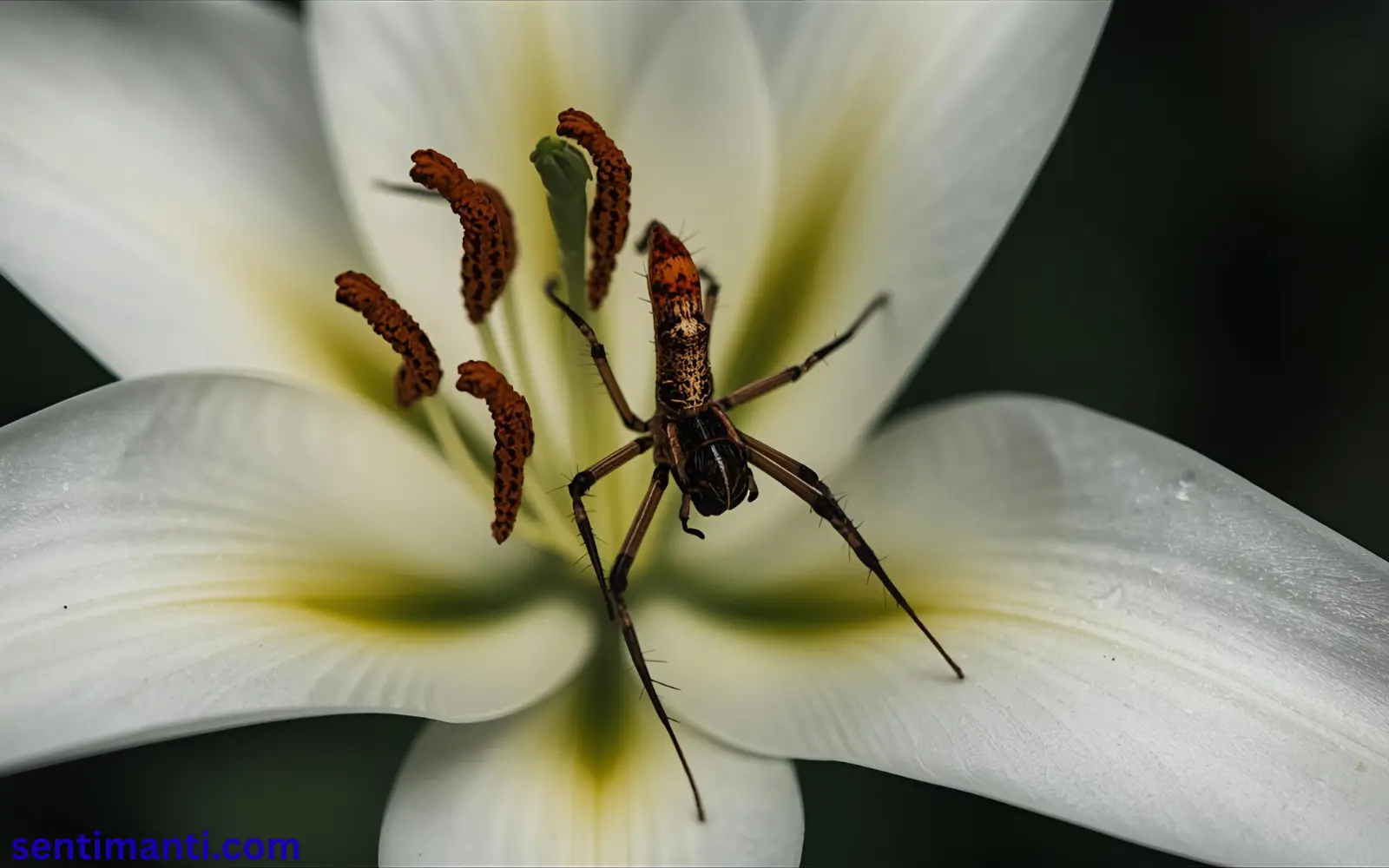 Spiritual Meaning of Seeing a Spider Lily Symbolism