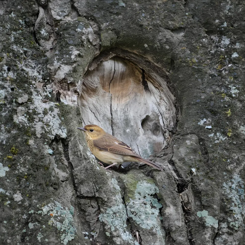 House Wren Symbolism