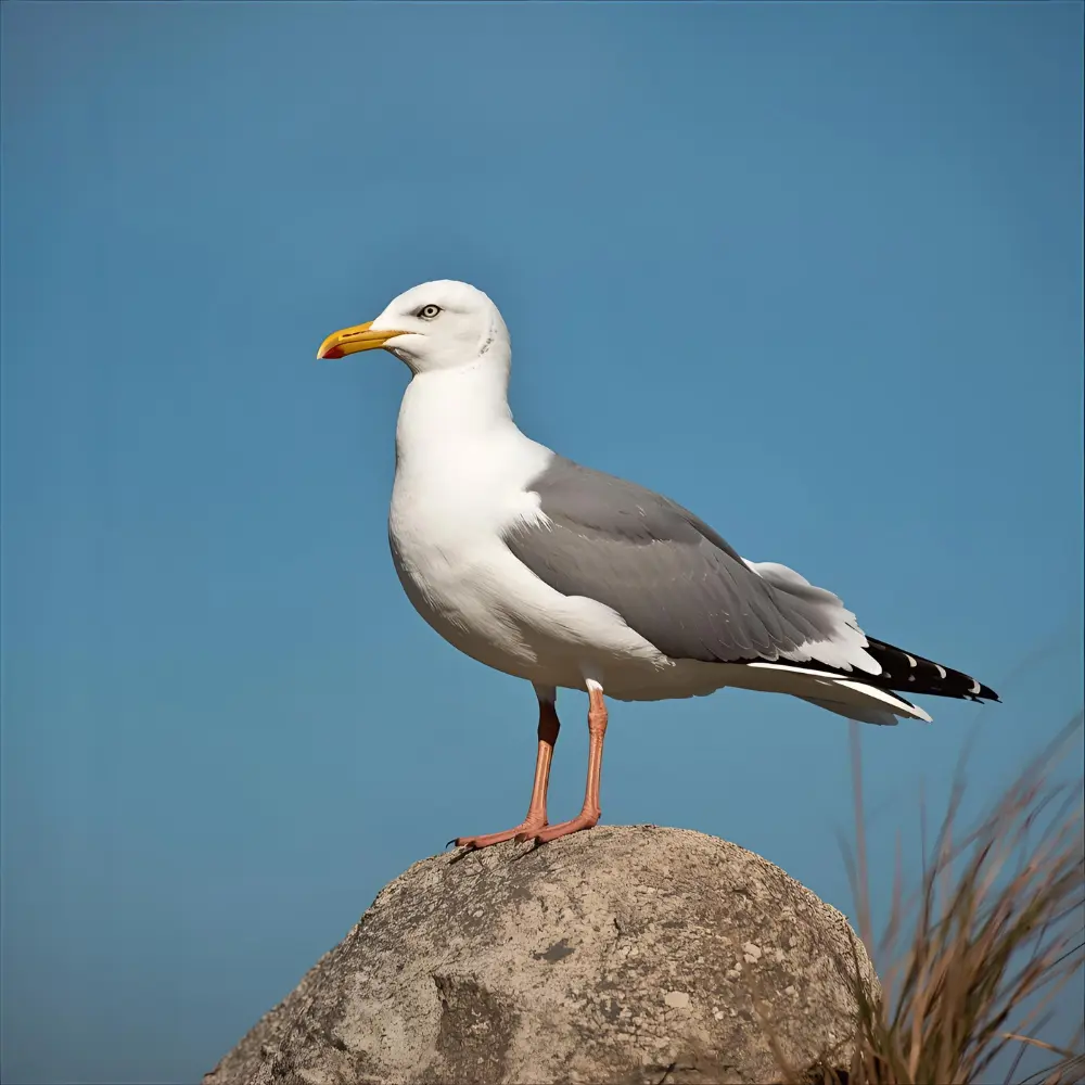 Seagull Symbolism in Native American Culture