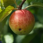 433+Spiritual Meaning of Seeing a Fruit Symbolism 2025