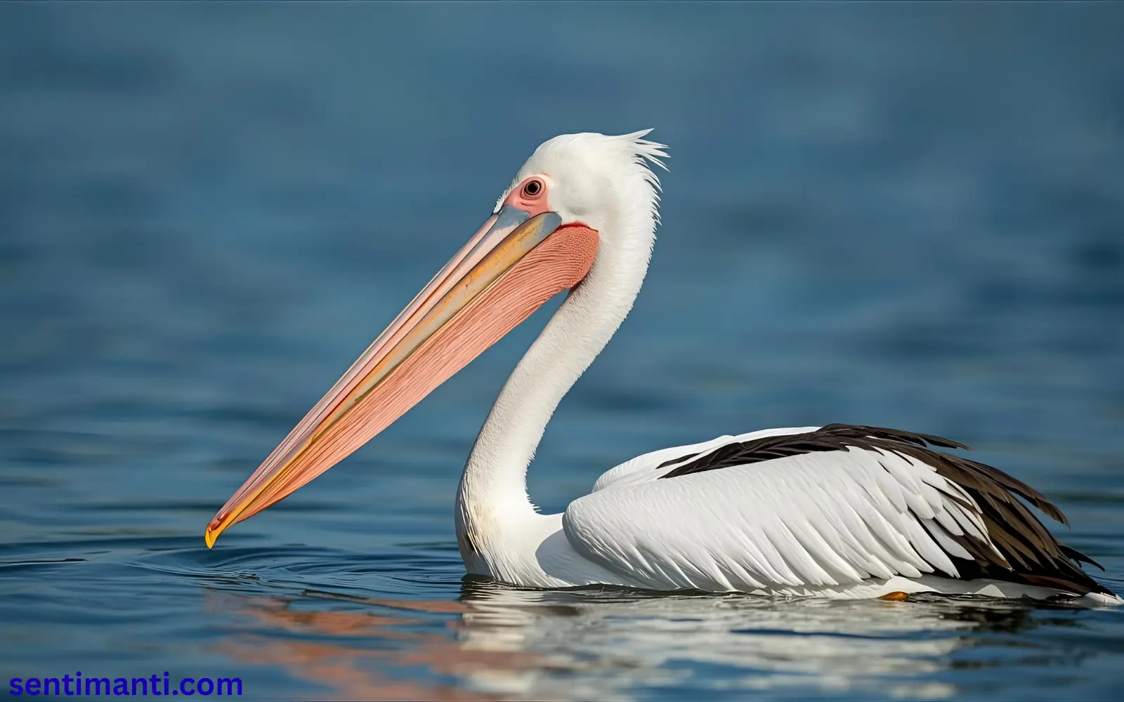 Spiritual Meaning of Seeing a Pelican Symbolism