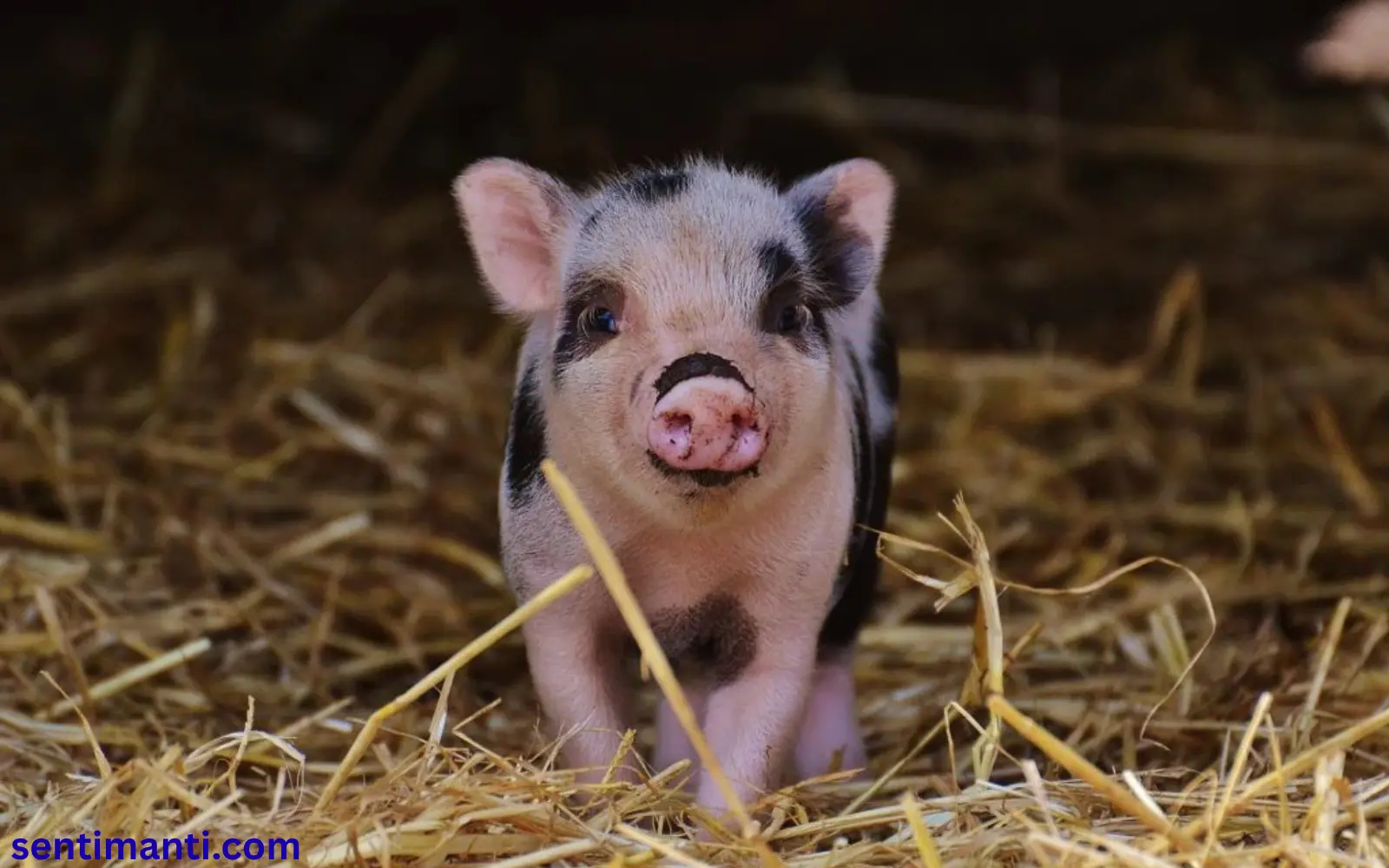 Read more about the article 255+Spiritual Meaning of Seeing a Pig Symbolism 2025