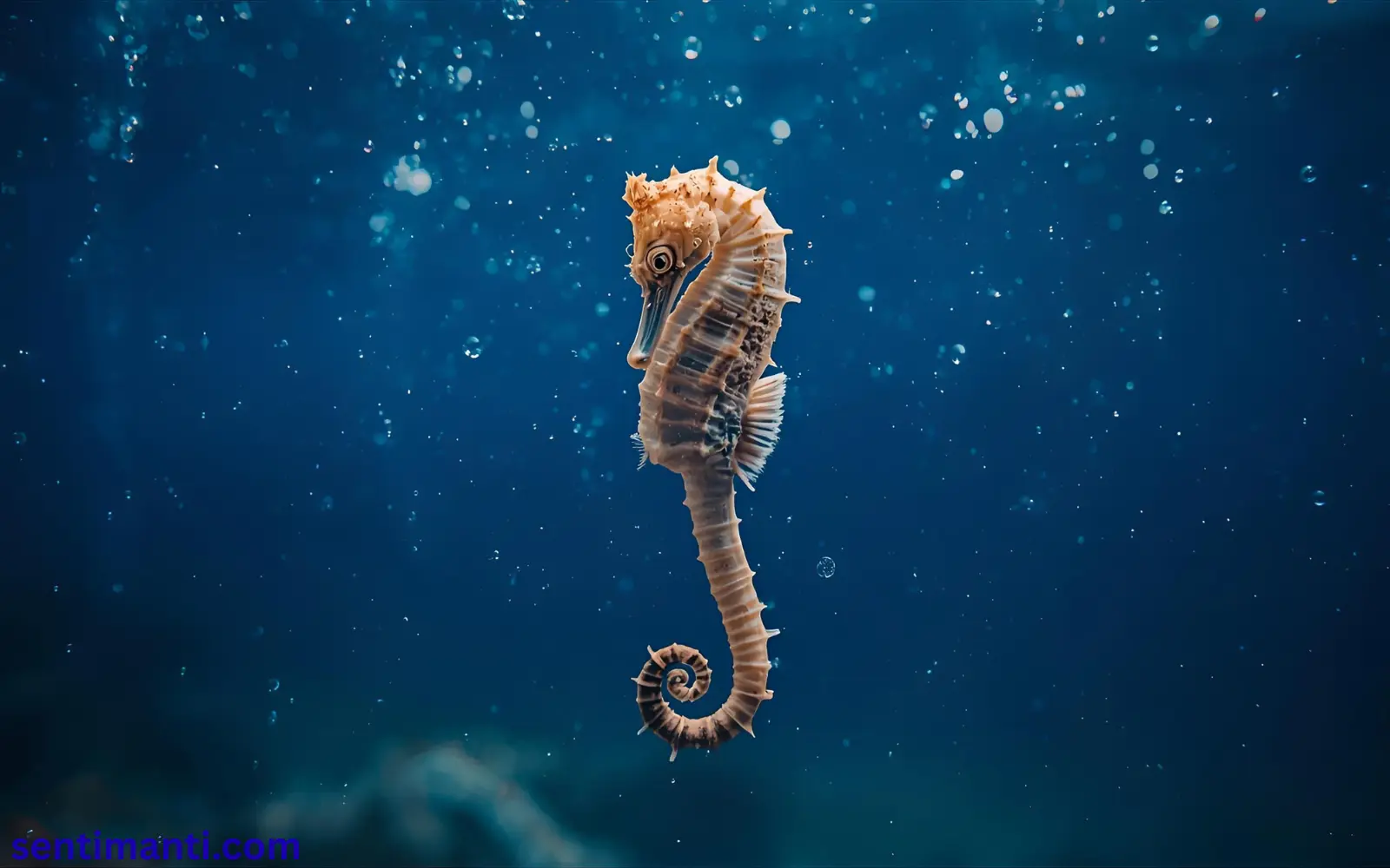 Read more about the article 332+Spiritual Meaning of Seeing a Seahorse Symbolism 2025