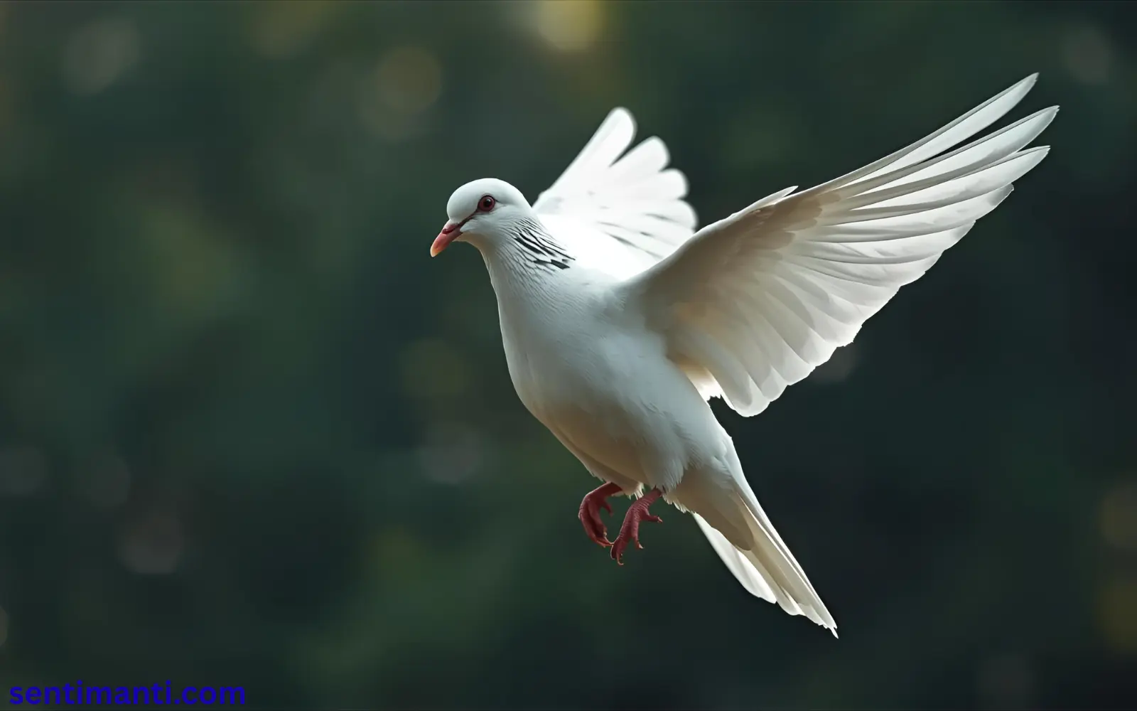 Spiritual Meaning of Seeing a White Dove Symbolism