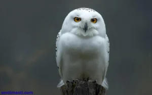 Read more about the article 466+Spiritual Meaning of Seeing a White Owl Symbolism 2025
