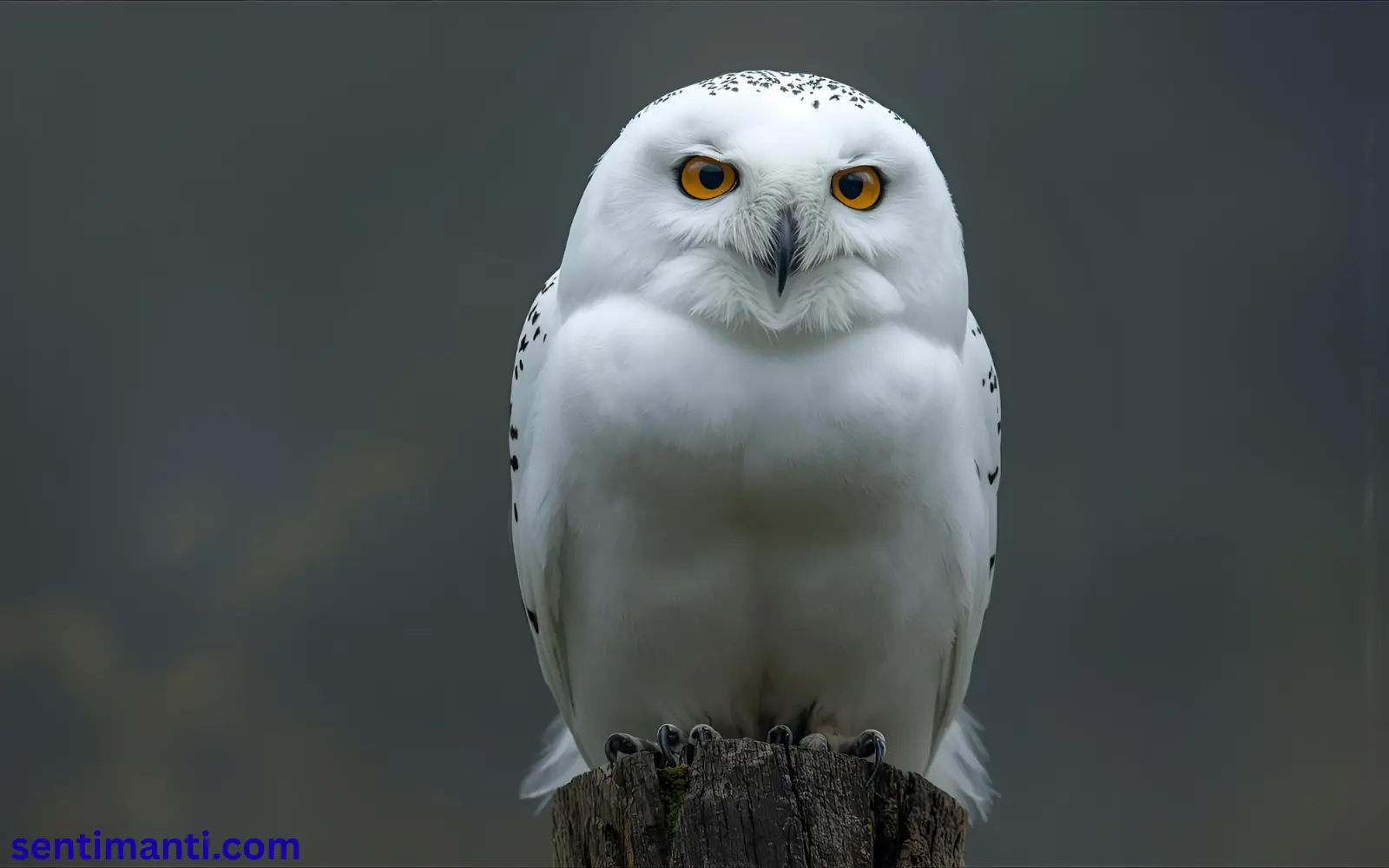 Spiritual Meaning of Seeing a White Owl Symbolism