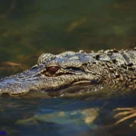 433+Spiritual Meaning of Seeing an Alligator Symbolism 2025