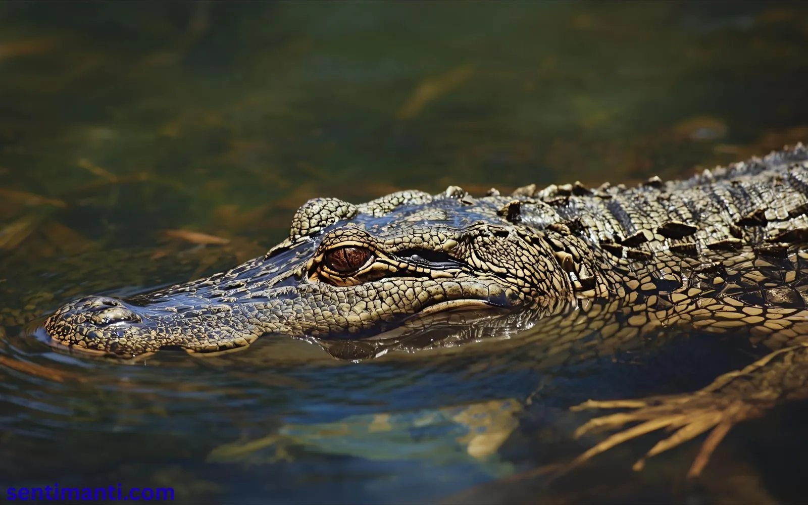 Spiritual Meaning of Seeing an Alligator Symbolism