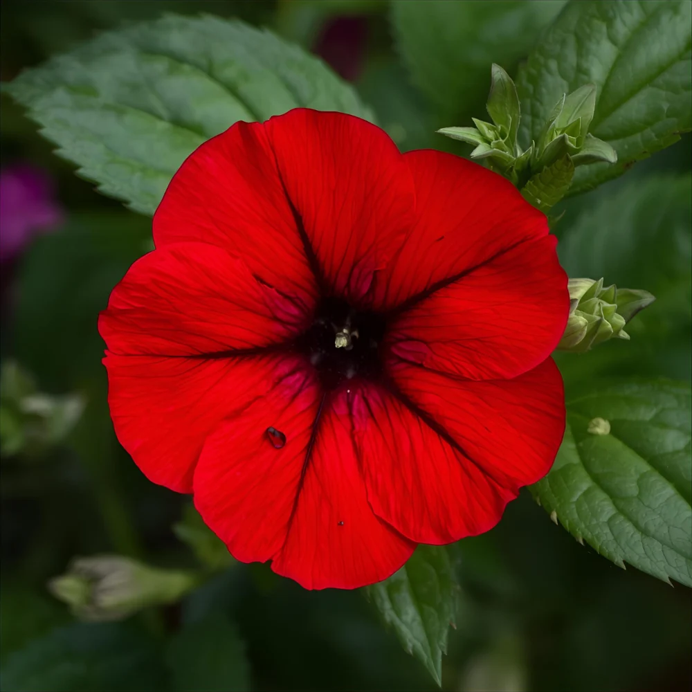 Red Petunia Symbolism